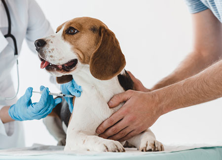 Cachorro Beagle sendo tratado por veterinários
