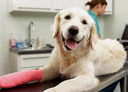 Labrador na maca olhando para a câmera
