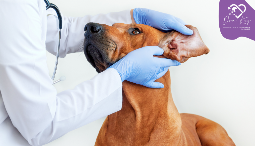 Dra. Key Clínica Veterinária 24 Horas