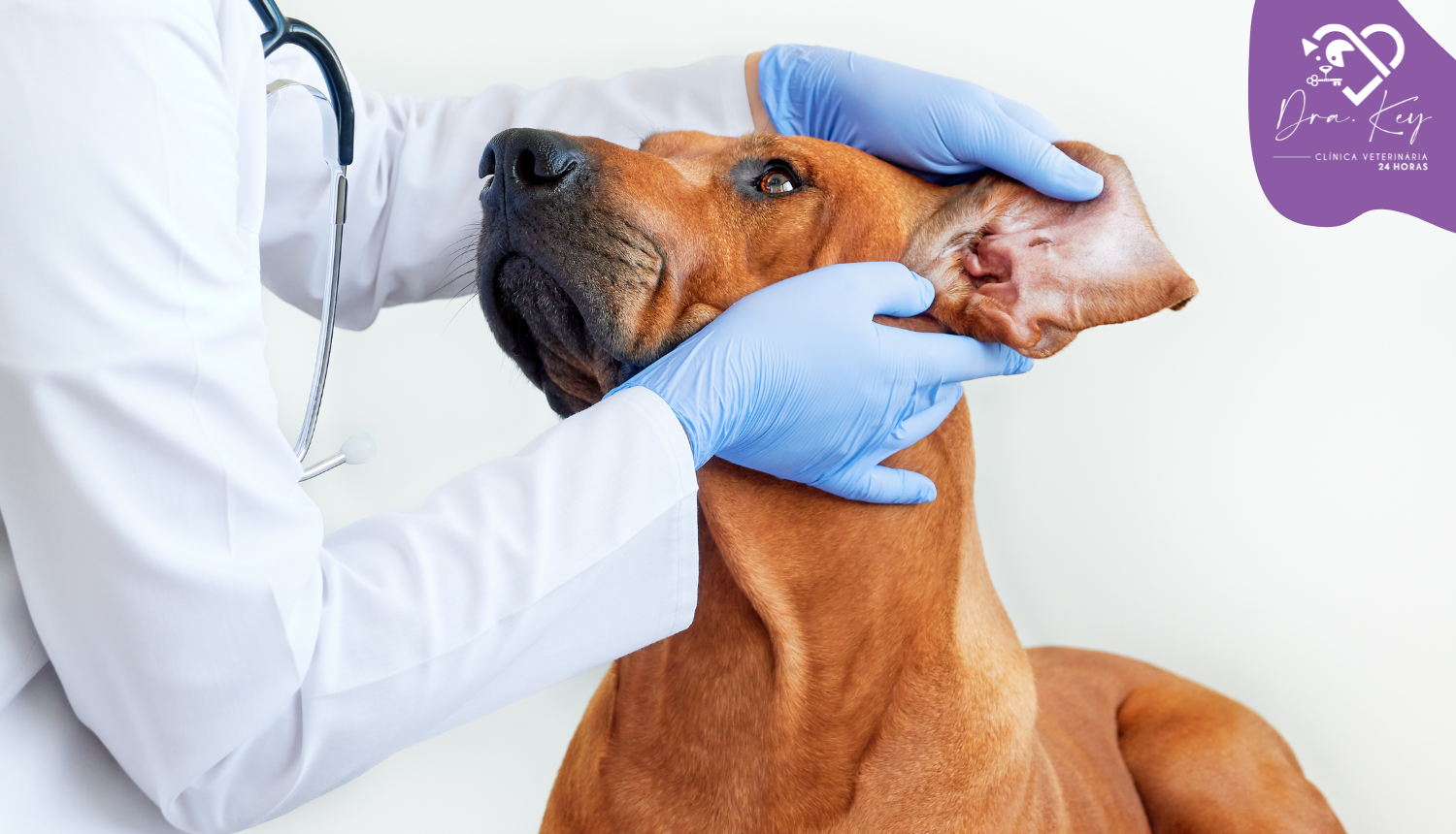 Dra. Key Clínica Veterinária 24 Horas